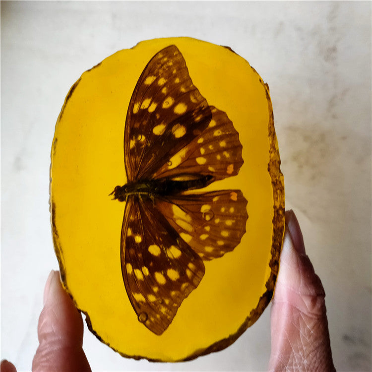 Antique Crafts Resin Amber Insect Specimen Decoration