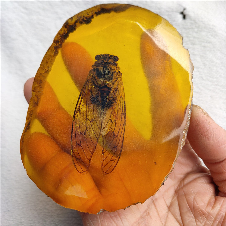 Antique Crafts Resin Amber Insect Specimen Decoration
