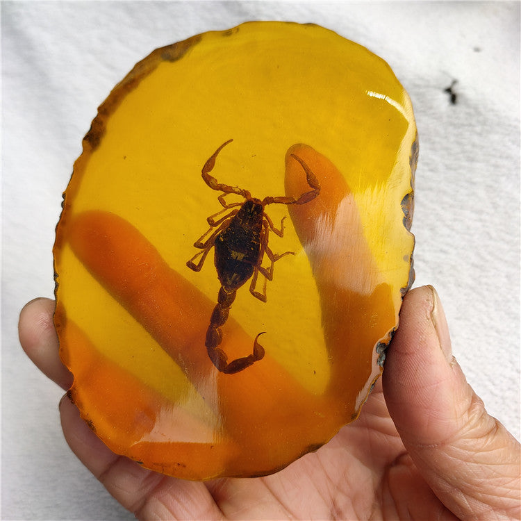Antique Crafts Resin Amber Insect Specimen Decoration